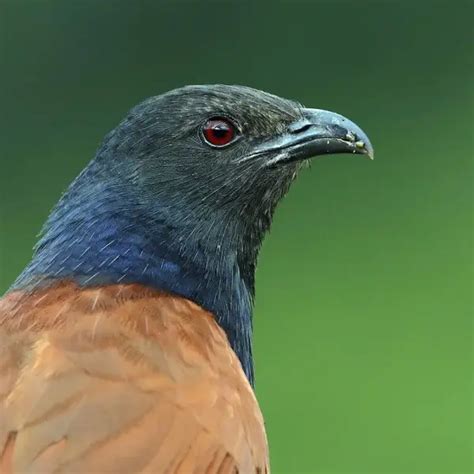 Greater Coucal - Facts, Diet, Habitat & Pictures on Animalia.bio