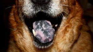 Black Spot On German Shepherd Tongue: Possible Illnesses And Treatment