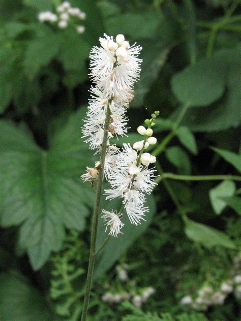 PlantFiles Pictures: Actaea Species, Japanese Bugbane, Maple-leaf Fairy ...