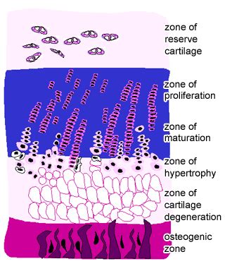 Cartilage, Bone & Ossification: The Histology Guide