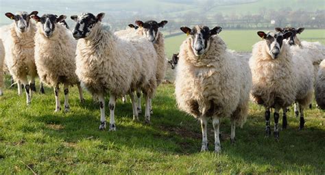 Clogher Valley Livestock Producers