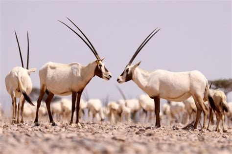 Photos: Arabian Oryx at Al Wusta Wildlife Reserve in Oman | News-photos ...