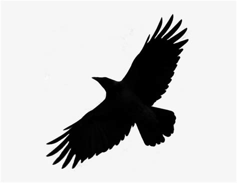 Crow Raven Bird Silhouette Fly Png By Redrisingwolf - Thunderbird Sighting 2018 Transparent PNG ...