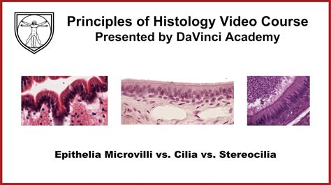 Epithelia Microvilli vs Cilia vs Stereocilia [Epithelium 3 of 7] - YouTube