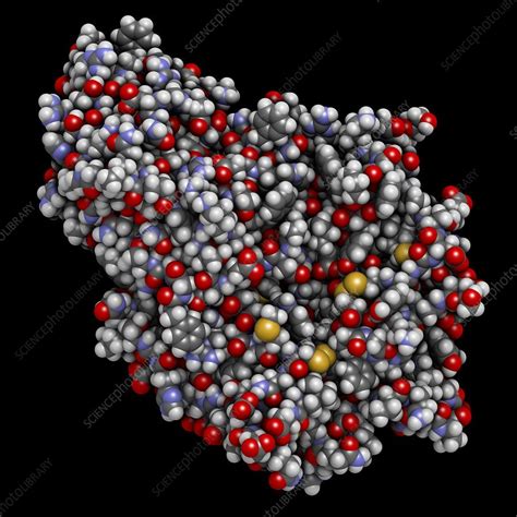 Alpha-galactosidase enzyme molecule, illustration - Stock Image - F019/2163 - Science Photo Library