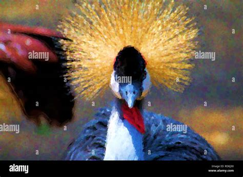 Illustration of East African Crowned Crane Stock Photo - Alamy