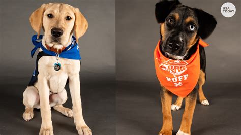 Snoop Dogg and Martha Stewart go head-to-head in Puppy Bowl XVIII