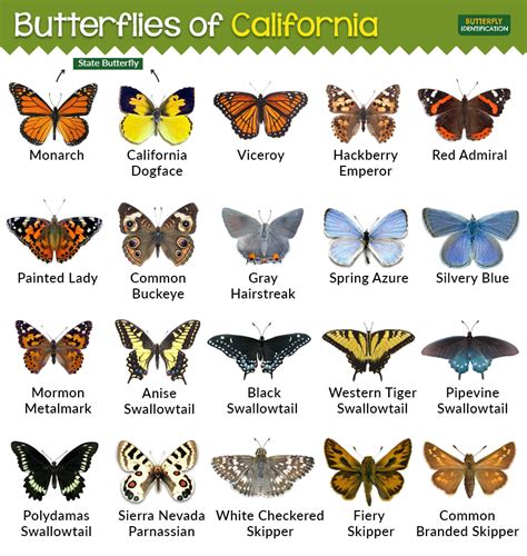 Types of Butterflies in California