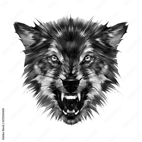 drawn beast wolf with bared mouth on a white background Stock ...