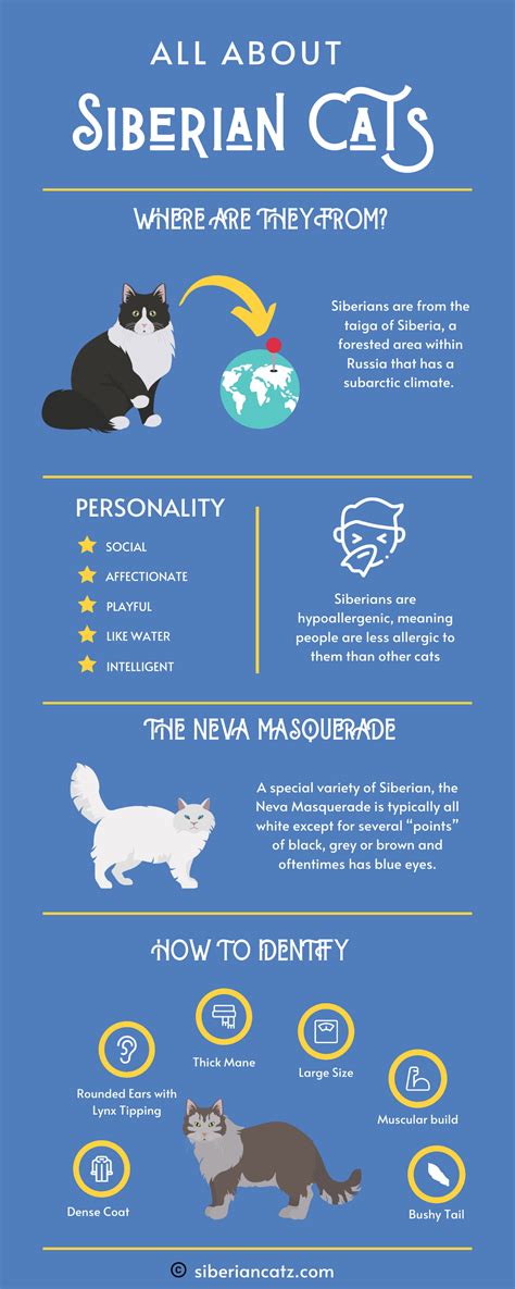 (Infographic) All About Siberian Cats - Siberian Cats