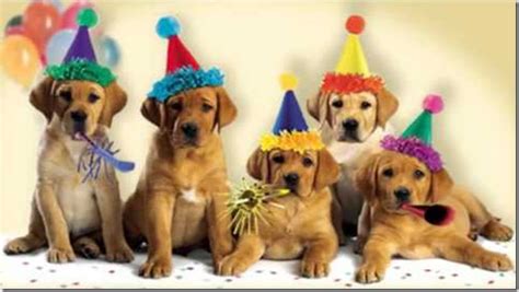 dog birthday song download - campervanrentalindenver