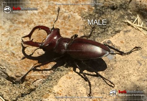 Giant Stag Beetle