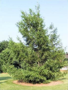 European Larch | Natural Resource Stewardship