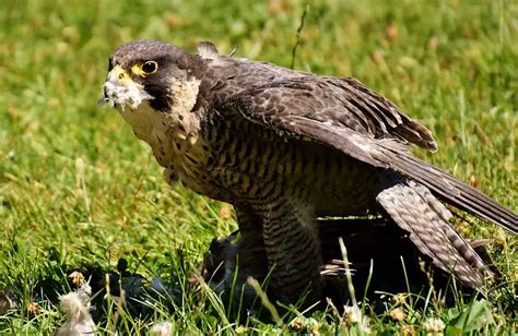 Peregrine Falcon Facts For Kids | Peregrine Falcon Diet & Habitat