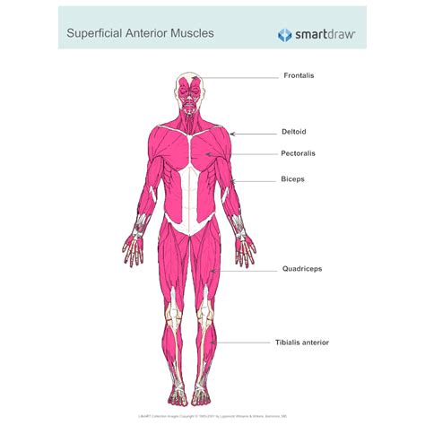 Muscular System Diagram