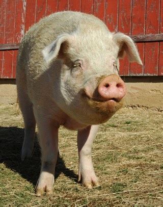 Our first pet on the ranch was a Yorkshire/Hampshire pig - such a sweetheart. | Pet pigs ...