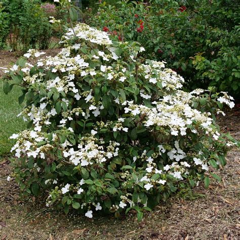 Steady Eddy® - Doublefile Viburnum - Viburnum plicatum var. tomentosum ...