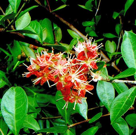 Lawsonia inermis L. | Alor Setar, Kedah, Malaysia. Red flowe… | Flickr