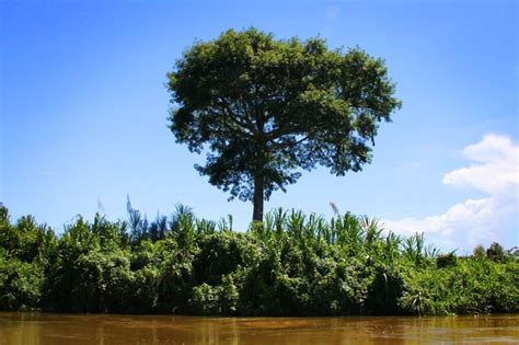 Belize Snapshot: Ceiba Tree | GloboTreks