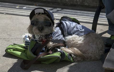 Dog wearing baseball cap stock photo. Image of humanize - 43950604