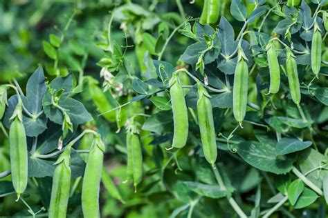 Shade Tolerant Vegetables for the Garden