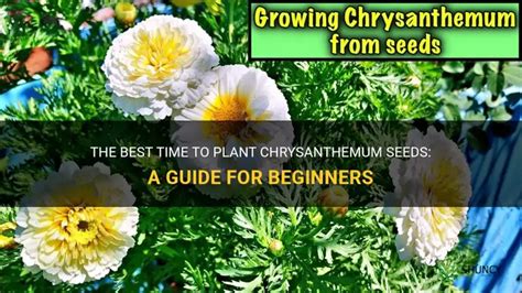 The Best Time To Plant Chrysanthemum Seeds: A Guide For Beginners | ShunCy