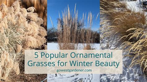 5 Popular Ornamental Grasses to Create a Prettier Winter Garden