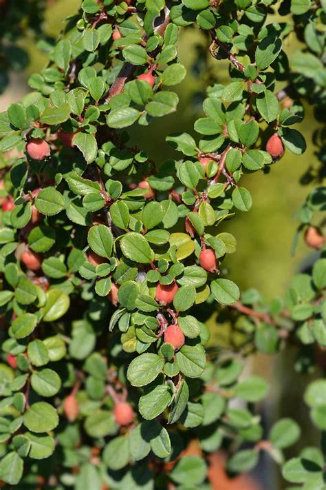 21 of the Best Cotoneaster Varieties | Gardener’s Path