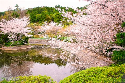 The Meaning of Cherry Blossoms in Japan: Life, Death and Renewal