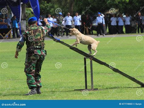 Military dog training editorial stock photo. Image of central - 47774003