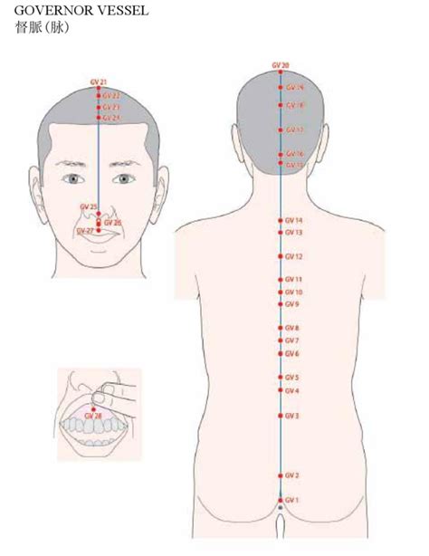 Acupuncture Governor Vessel Meridian - Good Shepherd