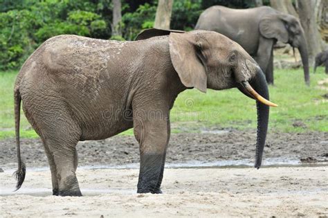 African Forest Elephant, Loxodonta Africana Cyclotis, Of Congo Basin. At The Dzanga Saline (a ...