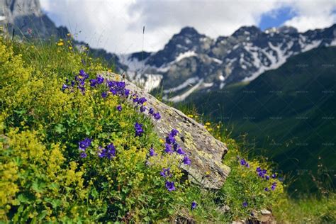 Wildflowers In Juta Valley - Stock Photos | Motion Array