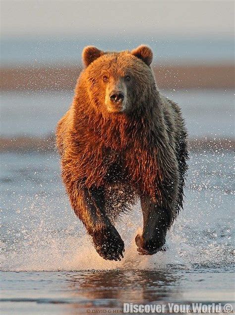 Alaska Brown Bear. Nature Animals, Animals And Pets, Wild Animals ...