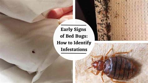 Early Signs Of Bed Bugs: How To Identify Infestations