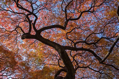 Shinjuku Gyoen Park: Early Autumn Foliage | TiptoeingWorld