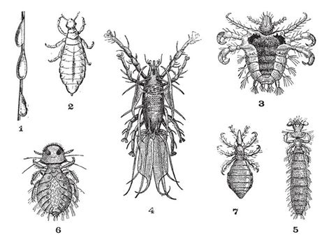 Crabs (STD) Symptoms, Treatment, Pictures | STD Crabs