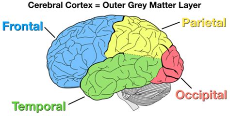 Lobes of the brain cerebral cortex anatomy function labeled diagram – Artofit