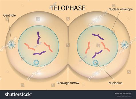 Mitosis Humans Images: Browse 4,482 Stock Photos & Vectors Free Download with Trial | Shutterstock