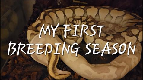 My FIRST Breeding Season - YouTube