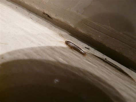 9 Silverfish Facts You May Not Know | Excel Pest Services