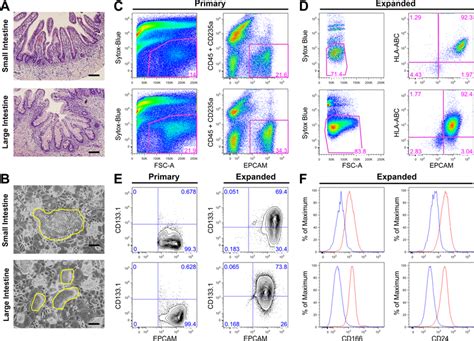 In vitro expanded primary epithelial cells from human fetal small and... | Download Scientific ...