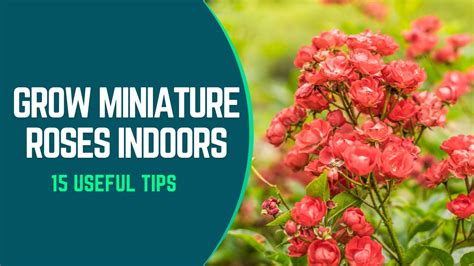 How To Grow Miniature Roses Indoors: [15 Useful Tips]