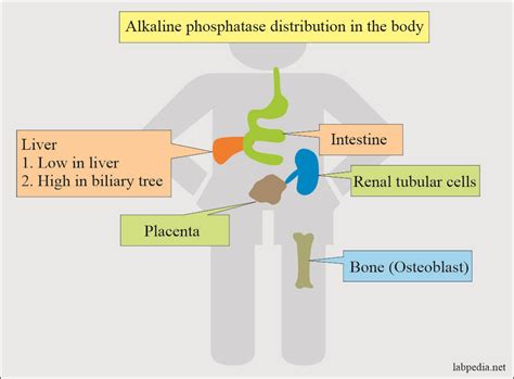 Alkaline Phosphatase 2022 – Get Latest News 2022 Update