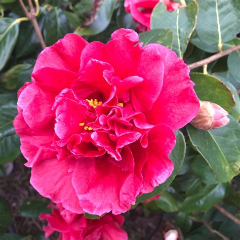 Camellia reticulata 'William Hertrich at St.Leonards Lodge, Market Garden, Lower Beeding, RH13 ...