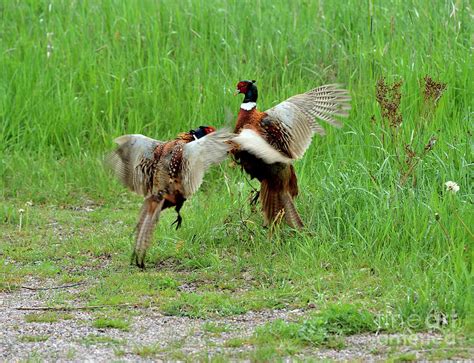 Territorial behavior Photograph by Esko Lindell - Fine Art America