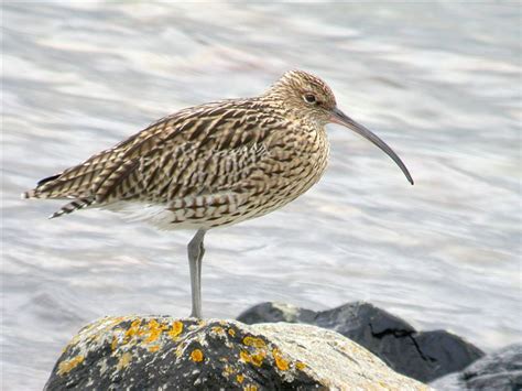 Eurasian Curlew - BirdForum Opus | BirdForum