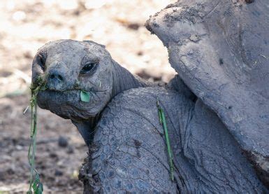 Mauritius Wildlife and Biodiversity | WorkingAbroad