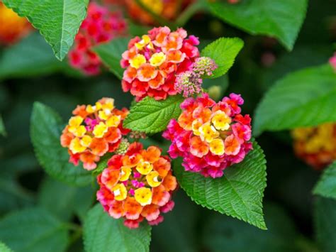 Different Lantana Plant Varieties - Types Of Lantana For The Garden