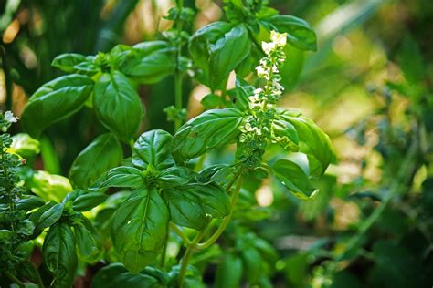 Basil – A Popular Herb | Benefits Of Herbs